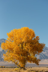 Baum im Herbst in Kalifornien