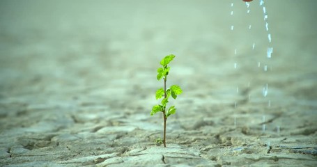 Green plants grow in dry ground, concepts of forestry and nature protection spraying water drops with a slow movement from our hands we water the green plant