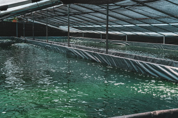 Spirulina farm. Algae farming for dietary supplement production