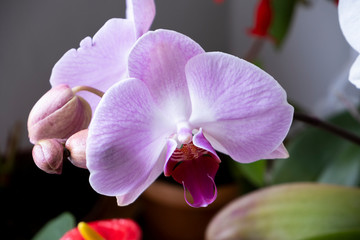 Orchid Flowers for background design