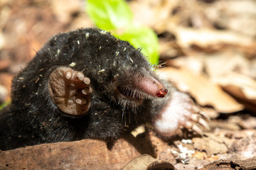 The European mole (Talpa europaea). a mole looks out of his den - obrazy, fototapety, plakaty