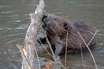 Close-up of Eurasian beaver (Castor fiber)
