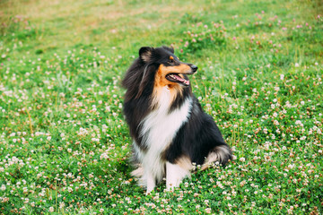 Rough Collie, Scottish Collie, Long-Haired Collie, English Collie, Lassie Adult Dog Sitting On The Clover Glade