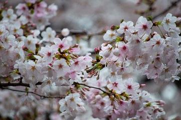 桜の花びら