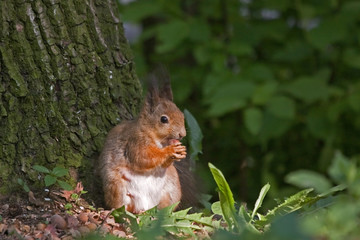 Naklejka na ściany i meble Eurasian red squirrel (Sciurus vulgaris).