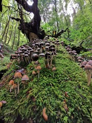 Mushroom Forest