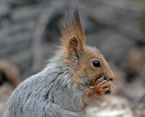 Eurasian red squirrel (Sciurus vulgaris).