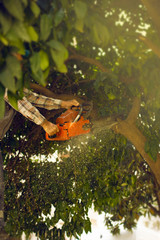 saw. close-up shot of wood cutter saw in motion, sawdust flies sideways. the concept is to bring down trees.