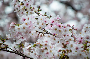 Obraz premium 桜の花びら