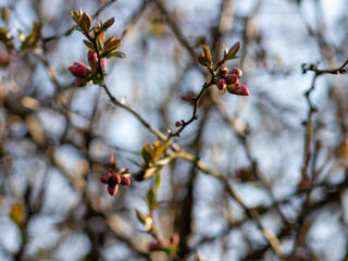 Quince Tree in early spring