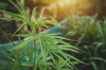 Marijuana leaf in the outdoor cannabis plantation