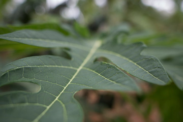 leaf with water drops