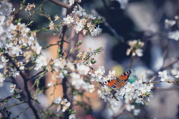 cherry blossom in spring with butterfly