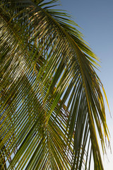 feuilles de palmier