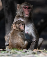 Monkey Family