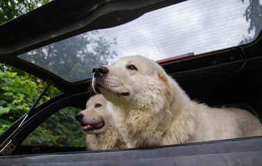 two dogs in car trunk going on vacation