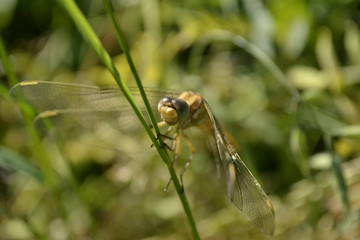 Dragonfly in their natural environment 