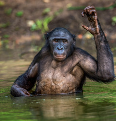 Bonobo in the water. Natural habitat. The Bonobo ( Pan paniscus), called the pygmy chimpanzee. Democratic Republic of Congo. Africa
