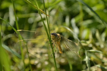 Dragonfly in their natural environment 