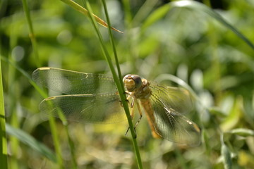 Dragonfly in their natural environment 