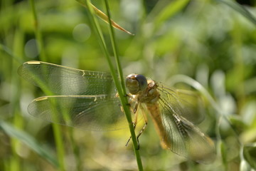 Dragonfly in their natural environment 