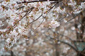 桜の花びら