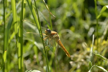 Dragonfly in their natural environment 