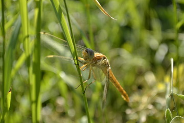 Dragonfly in their natural environment 