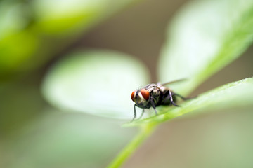 Musca domestica