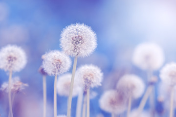 Soft fluffy dandelions in the sunlight on a blue toned background. Beautiful spring nature. Selective focus.
