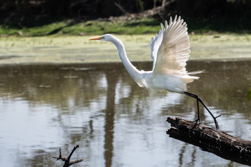 Egret Flight