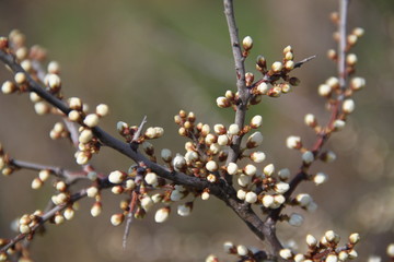 Crataegus common haw thorn tree spring blossom