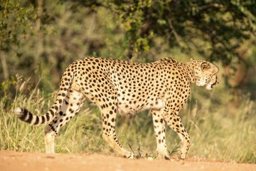 Fototapeta na wymiar A vertical, colour close up photo of cheetah walking in savannah, Acinonyx jubatus, Greater Kruger Transfrontier Park, South Africa, beautiful predator, big cat, safari adventure