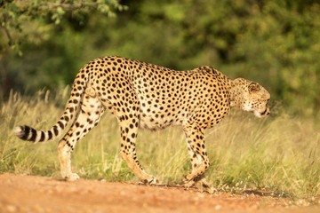 A vertical, colour close up photo of cheetah walking in savannah, Acinonyx jubatus, Greater Kruger Transfrontier Park, South Africa, beautiful predator, big cat, safari adventure