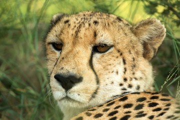 A vertical, colour photo close up portrait of cheetah, Acinonyx jubatus, Greater Kruger Transfrontier Park, South Africa, beautiful predator, big cat looking directly into the camera, safari adventure