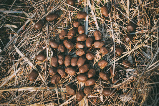 Elk Moose Scat On Ground In Spring Forest. Belarus Or European Part Of Russia.