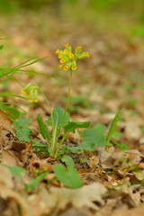 Echte Schlüsselblume (Primula veris) im Wald