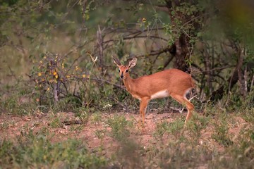 Steenbok - Raphicerus campestris, small shy beautiful antelope from African savannah and bushes, Etosha National Park, Namibia, wilderness of Africa