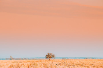 Fototapeta premium Dry Lonely Tree In Without Foliage In Spring Field. Agricultural Rural Landscape