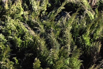 Green thuja branches close up, abstract background