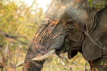 Deurstickers Portrait of a big beautiful elephant feeding on tree, wild animal, safari game drive, Eco travel and tourism, Kruger national park, South Africa, mammal in natural environment,african wildlife © Ji