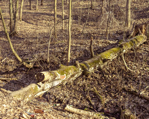 forest in spring without leaves and grass
