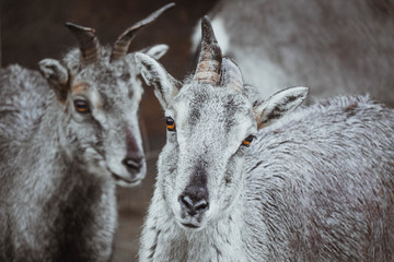 Sichuan blue sheep, gray goat with horns portrait. Blue sheep, goat at park with antlers close up .