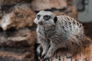 Suricate portrait close up. Adorable wild animal portrait, meerkat closeup.