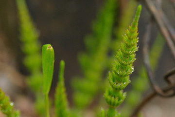 Ackerschachtelhalm (Equisetum arvense)