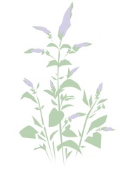 Hand drawn Mint grass ink. Vector illustration, Menthol leaves isolated on white background. Leaf herbal.