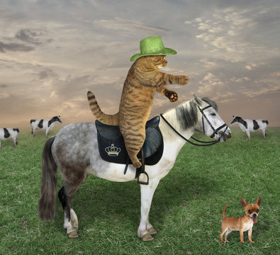 The beige cat in a cowboy hat with his dog grazes a herd of cows on the farm.