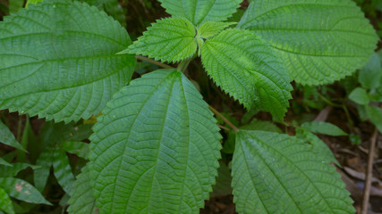 Beautiful spring green leaf on nature background