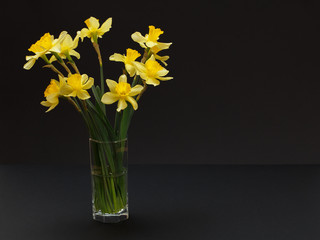 Bouquet of yellow daffodils in vase on a black background.