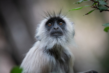 Monkey Face